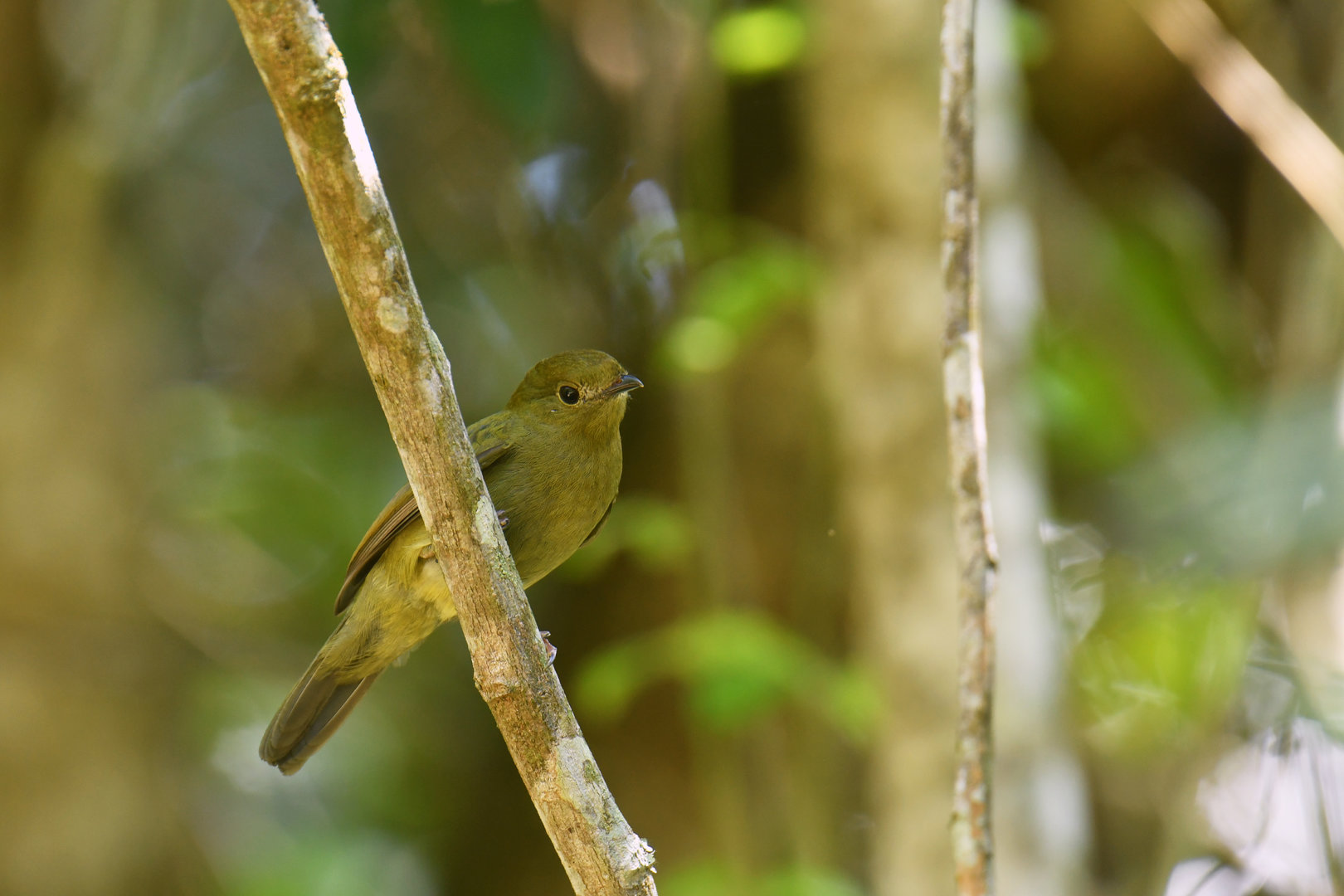 Helmeted Manakin Antilophia galeata (female)