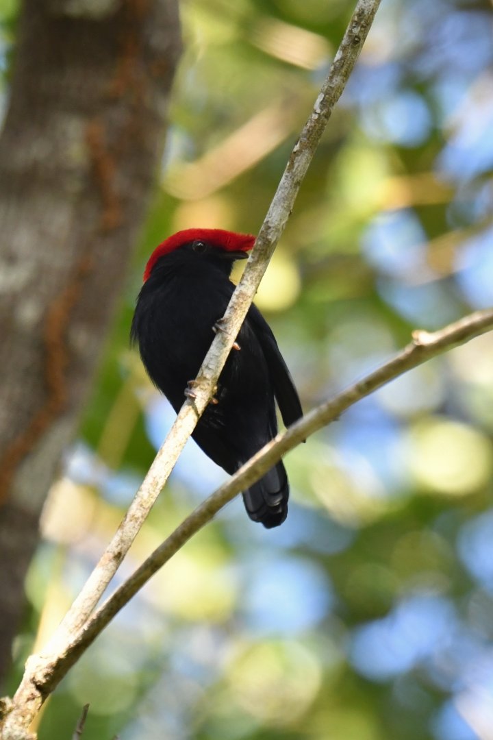 Helmeted Manakin Antilophia galeata