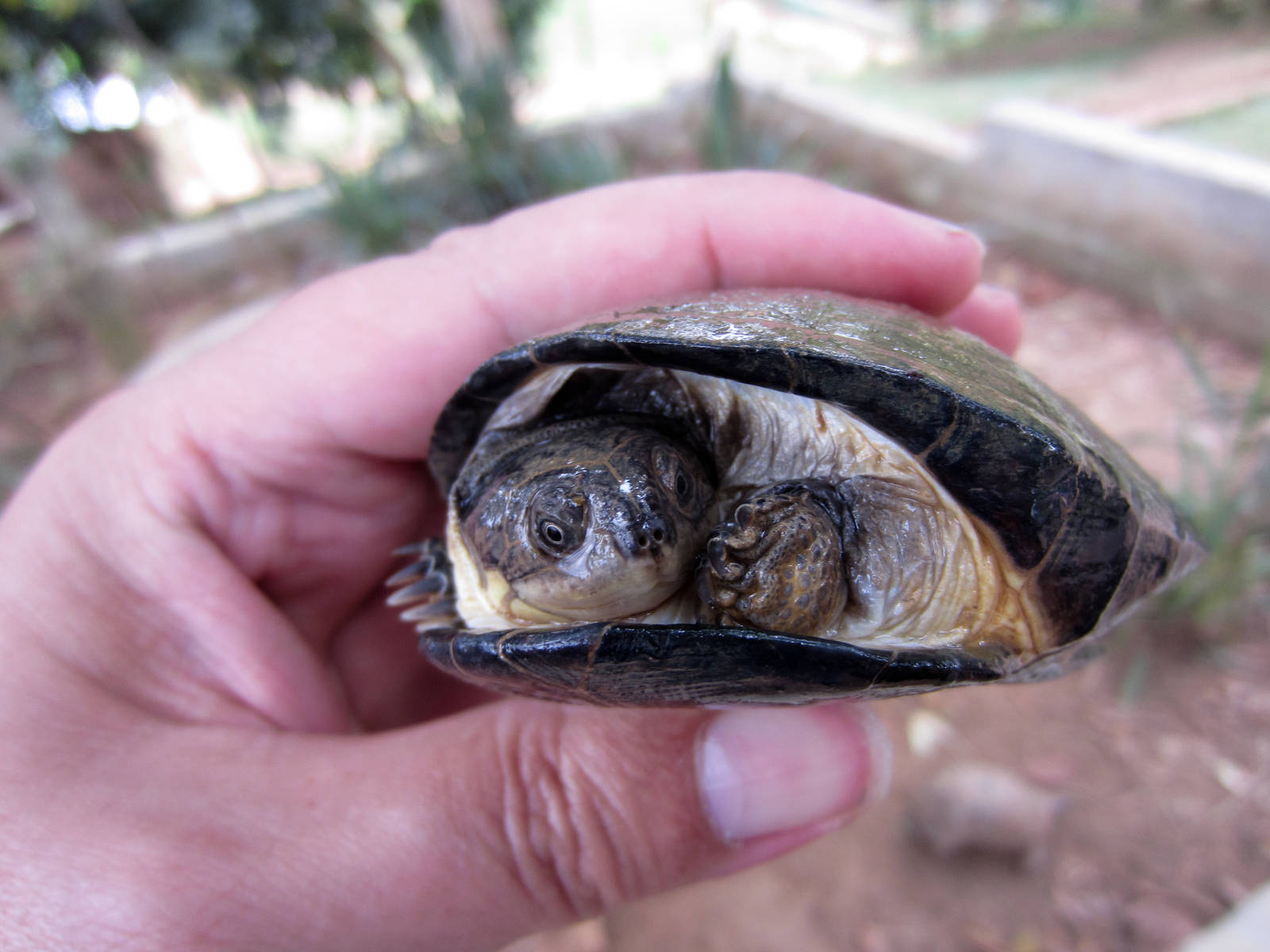 Helmeted Terrapin