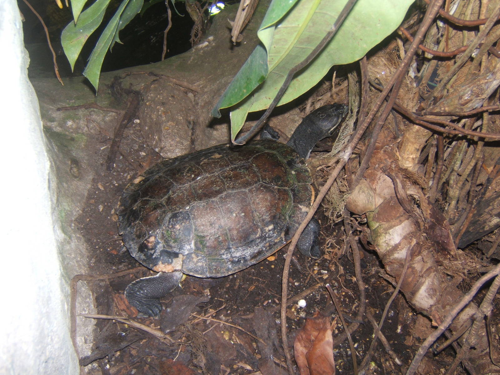 Helmeted Turtle (Pelomedusa subrufa)