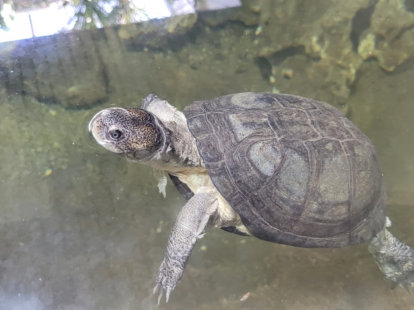 Helmeted turtle -Réserve Africaine de Sigean (2022)
