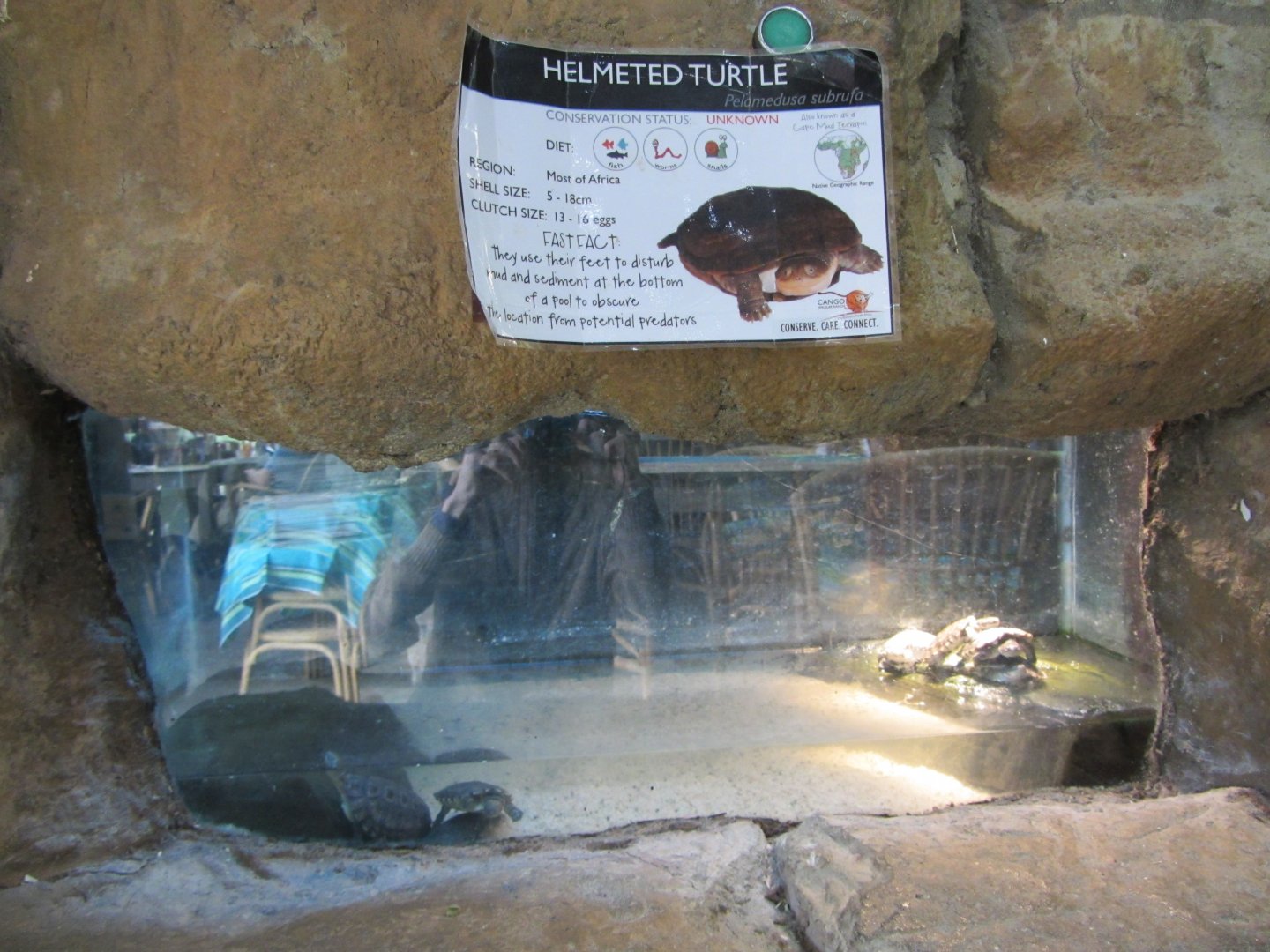 Helmeted Turtle Tank