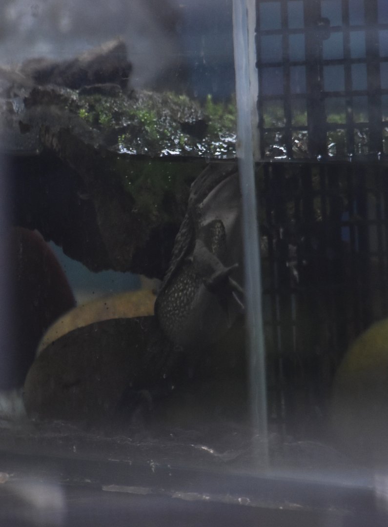 Helmeted water toad, Calyptocephalella gayi