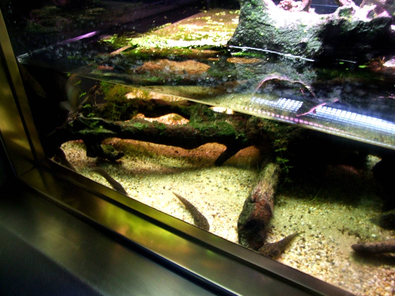 Helmeted Water Toad Exhibit at Vienna, 14/06/13