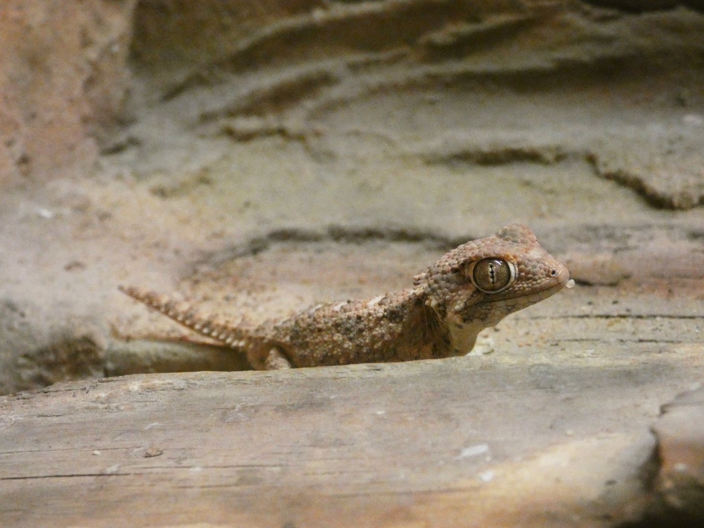 Helmethead gecko