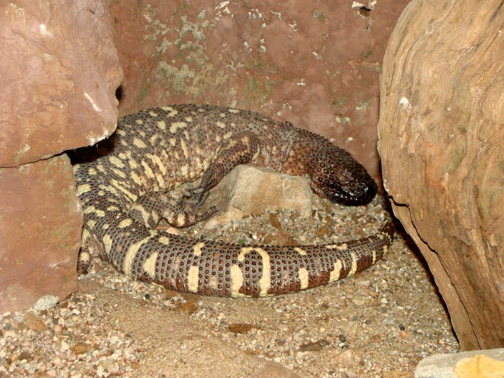 Heloderma horridum exasperatum