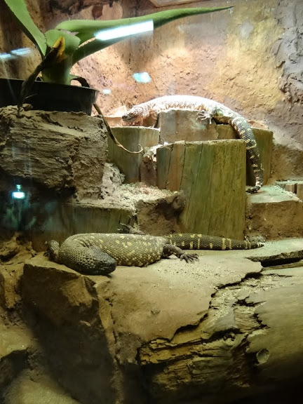 Heloderma horridum exasperatum