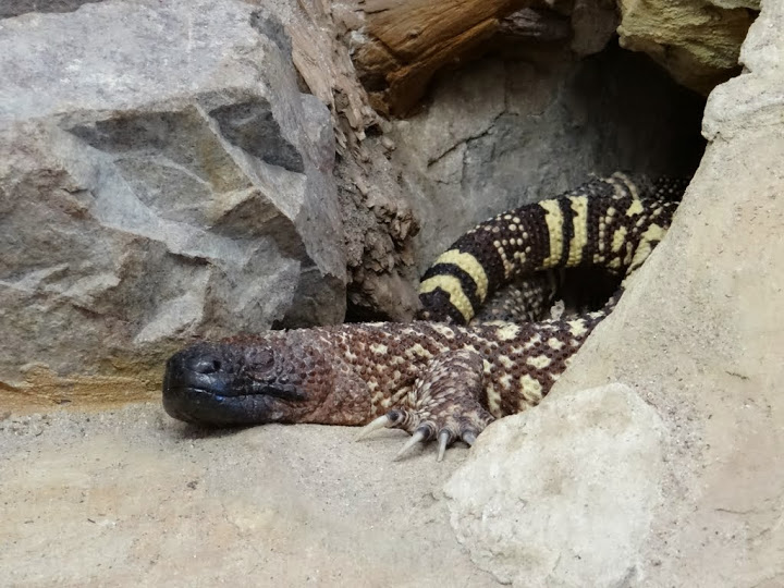 Heloderma horridum exasperatum