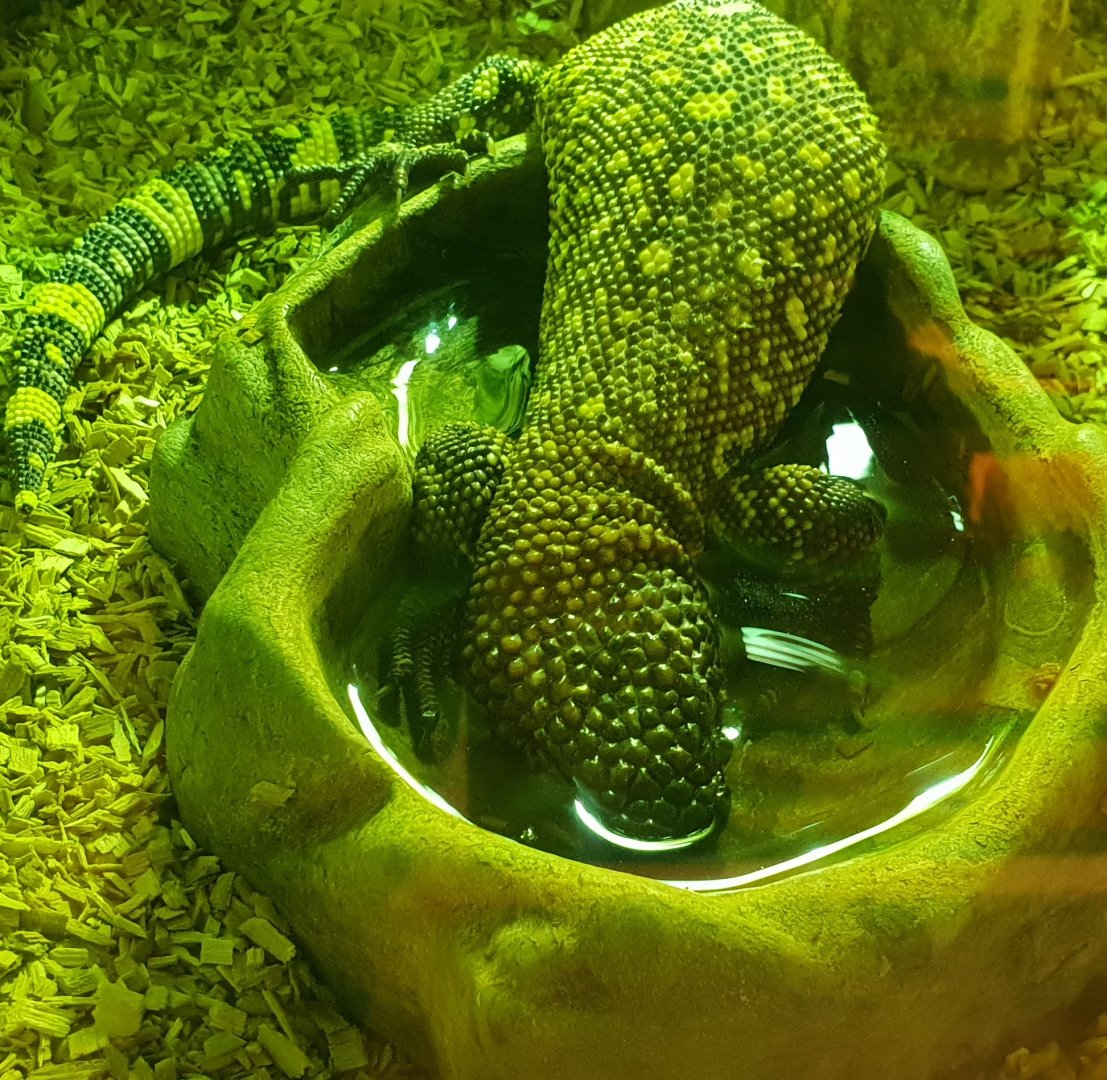 Heloderma horridum exasperatum