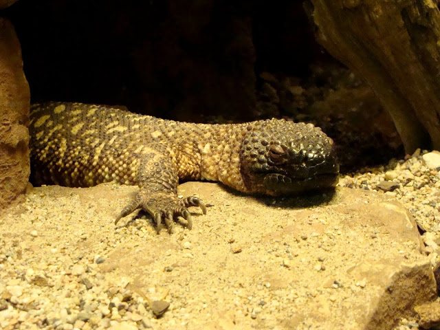 Heloderma horridum