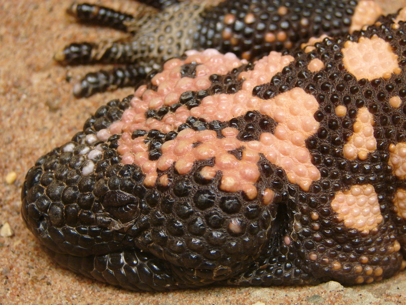 Heloderma suspectum / Gila monster