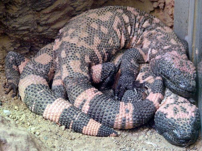Heloderma suspectum suspectum / Reticulate gila monster (pair)