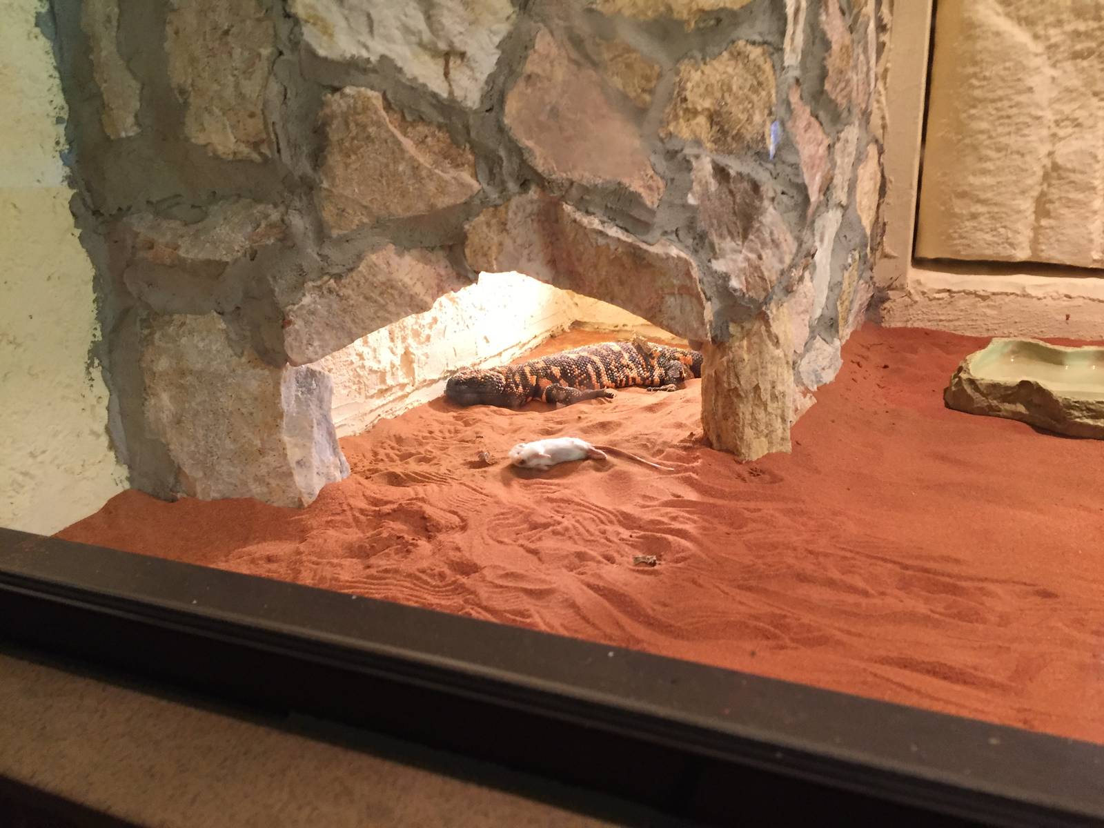 Heloderma suspectum - Zoo Gdansk 20.07.16.
