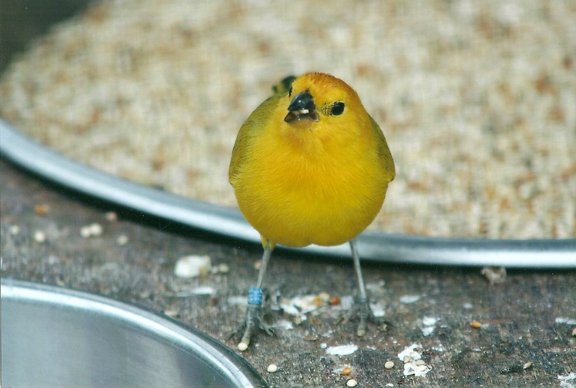 Help required with this weaver please 20th May 2013