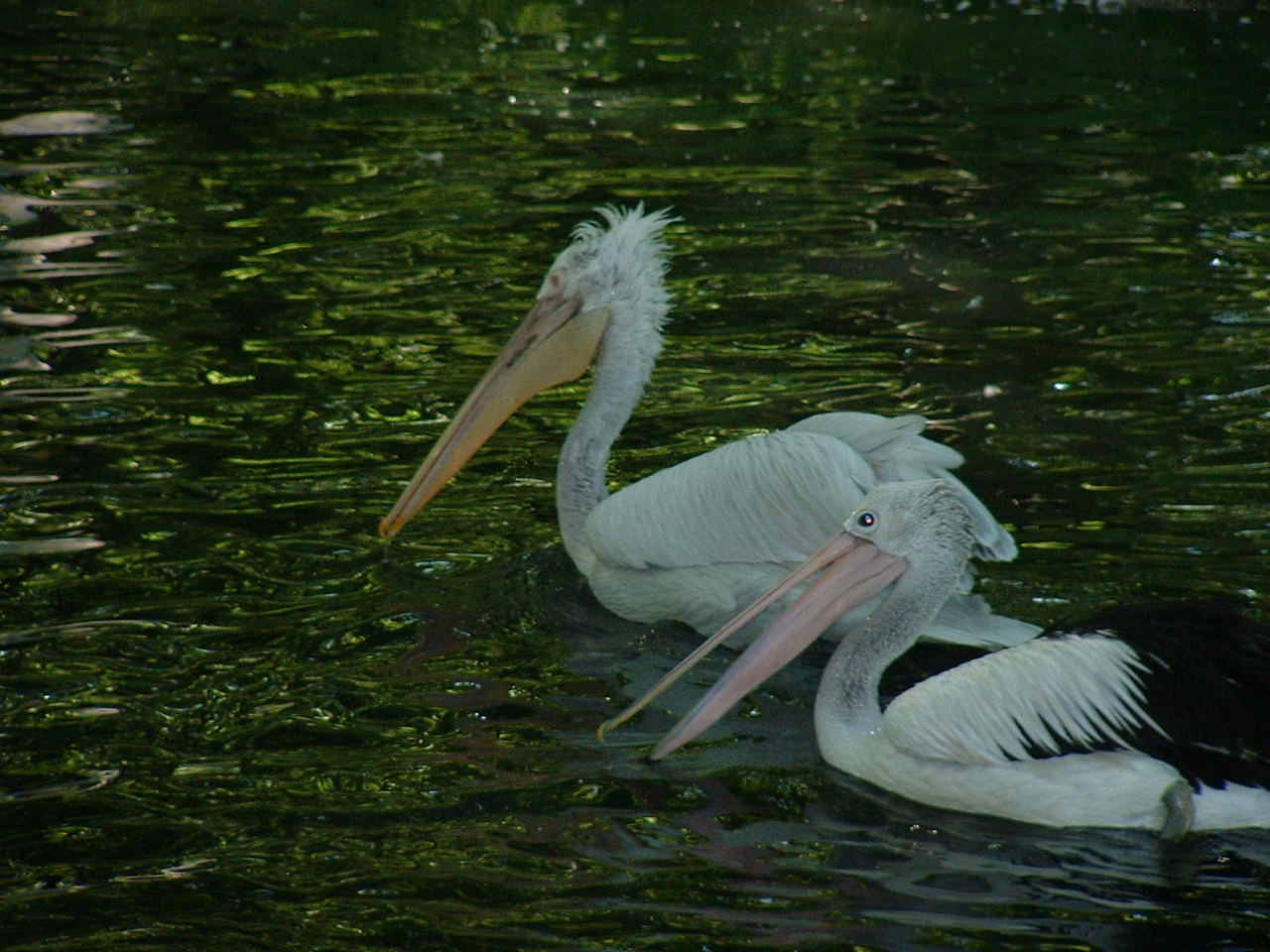Help with Pelican ID?