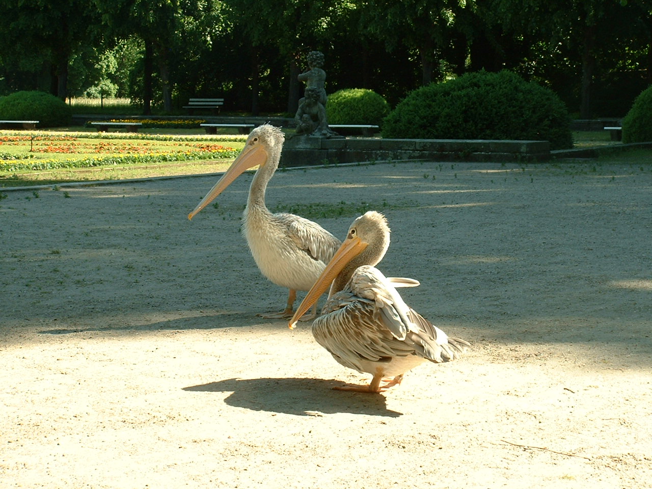 Help with Pelican ID?