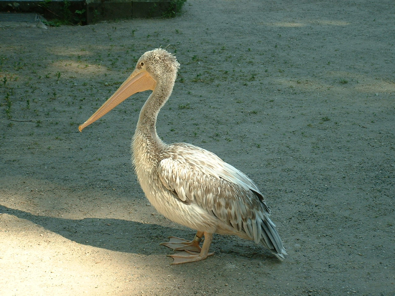 Help with Pelican ID?