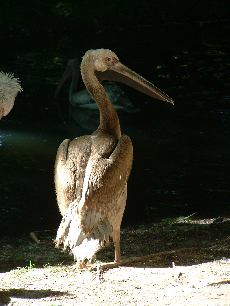 Help with Pelican ID?