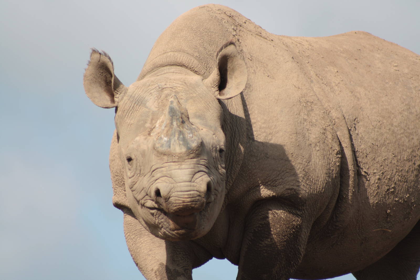 Help with Rhino ID please