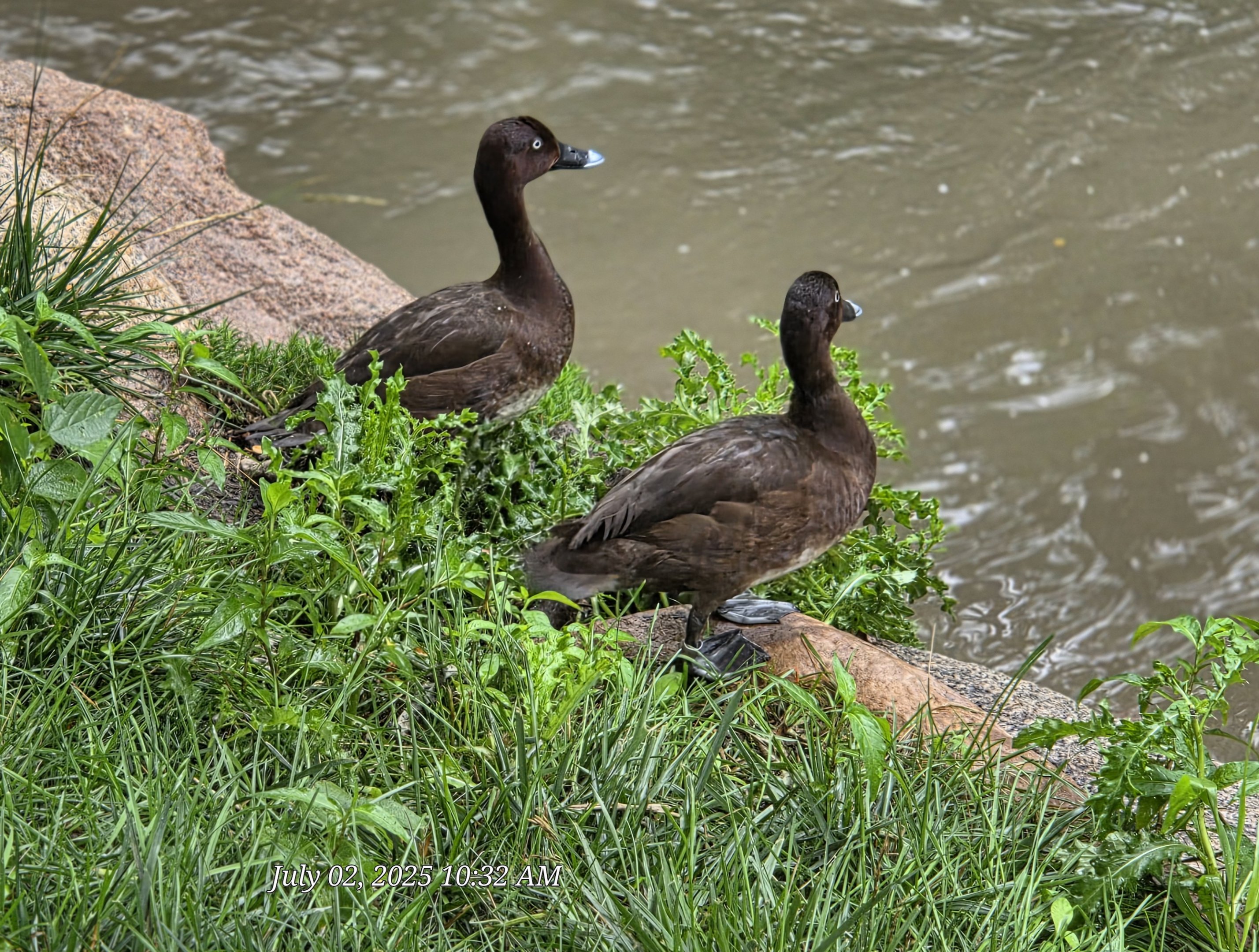 Help with species identification. Thanks