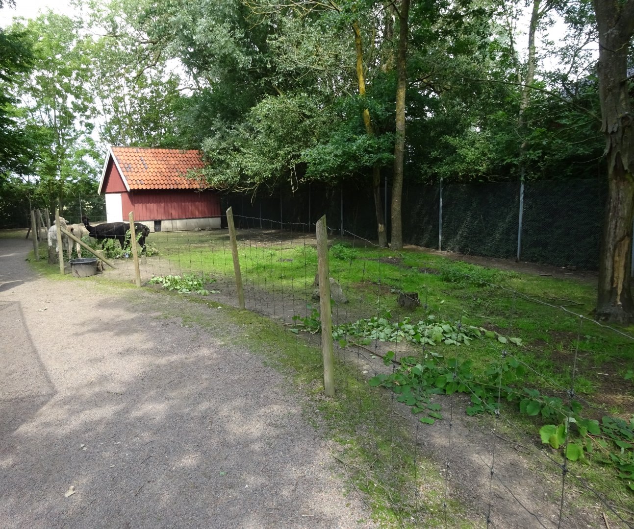 Helsingborg Djurpark - Alpaca exhibit