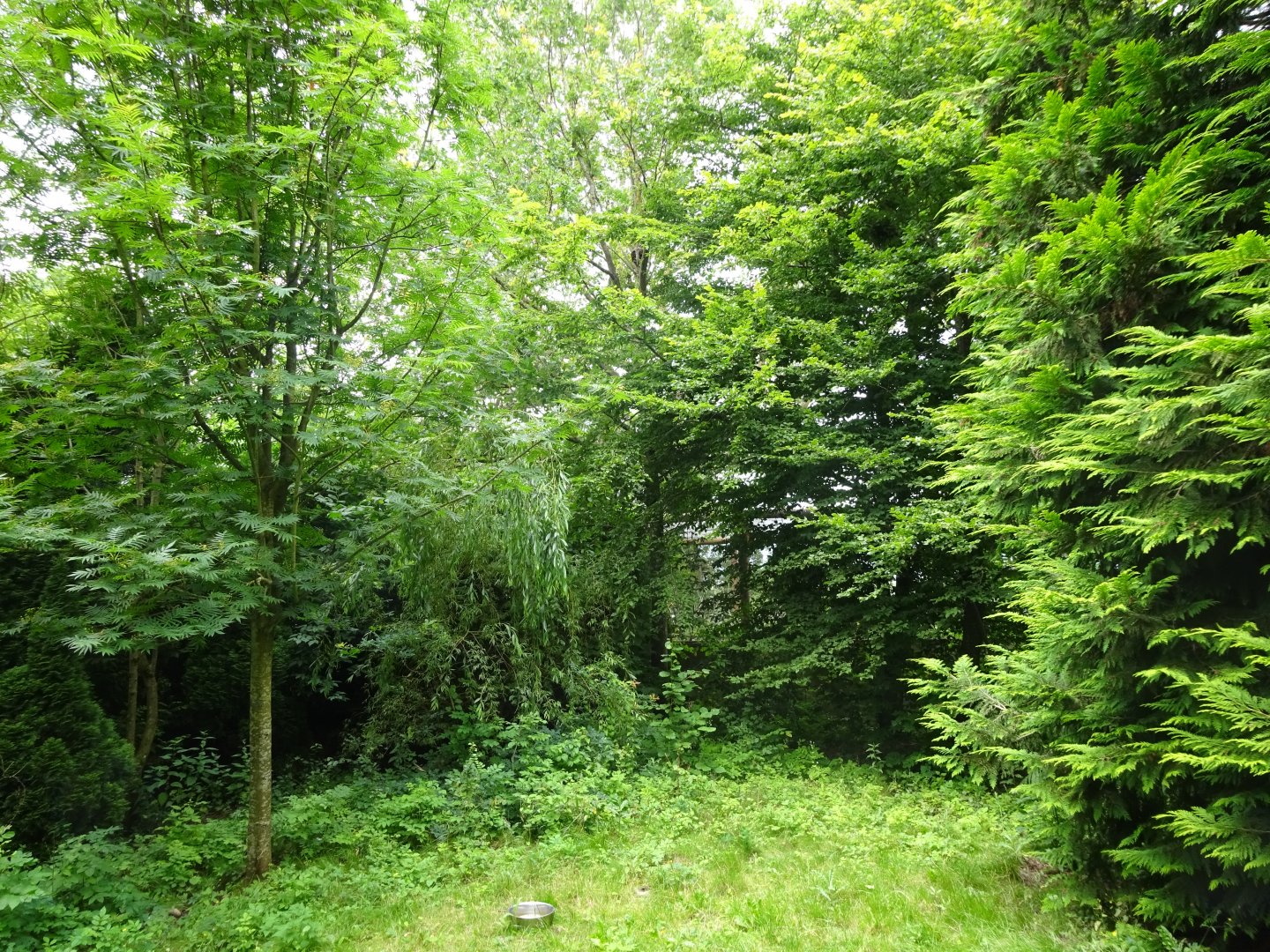 Helsingborg Djurpark - Coati exhibit