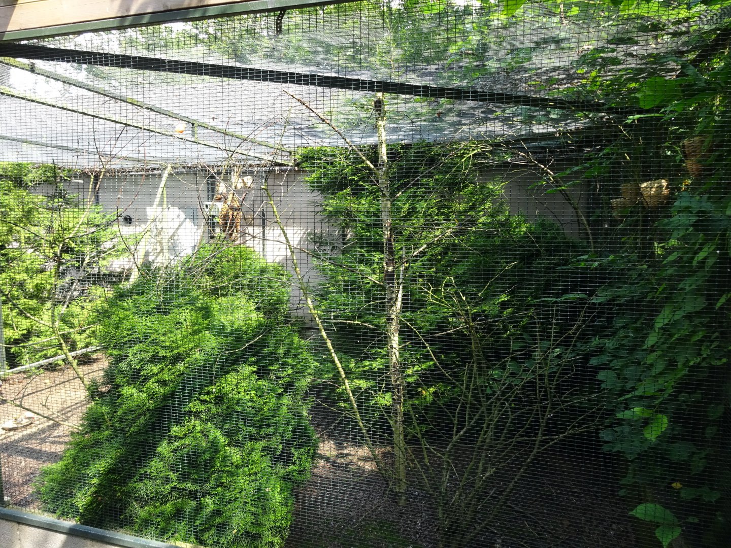 Helsingborg Djurpark - Estrildid aviary