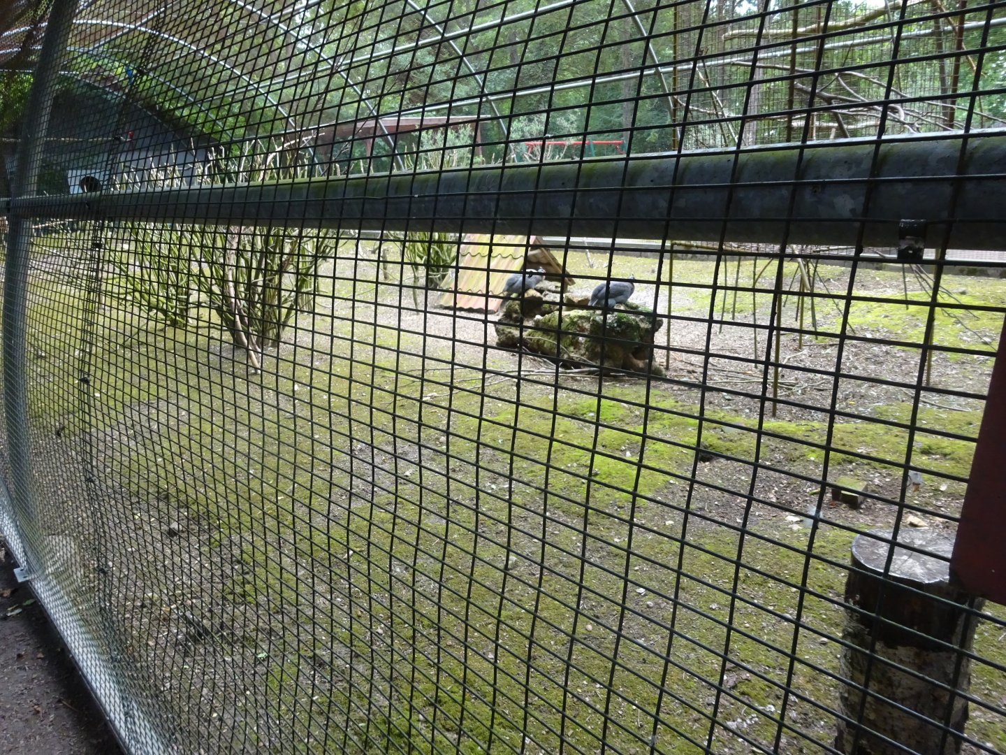 Helsingborg Djurpark - Free-flight aviary