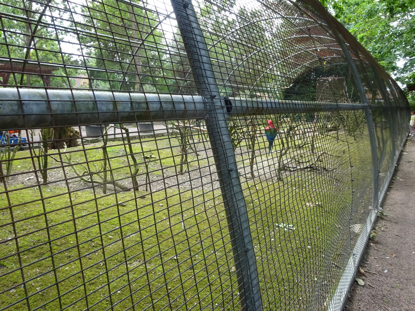 Helsingborg Djurpark - Free-flight aviary