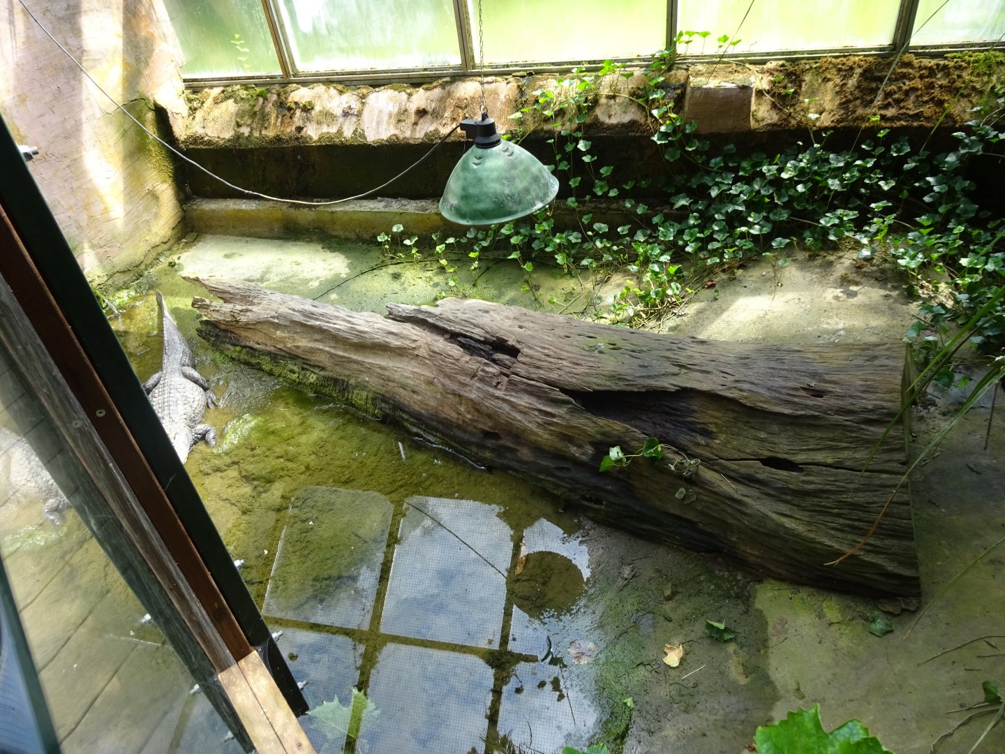 Helsingborg Djurpark - Greenhouse - Alligator exhibit