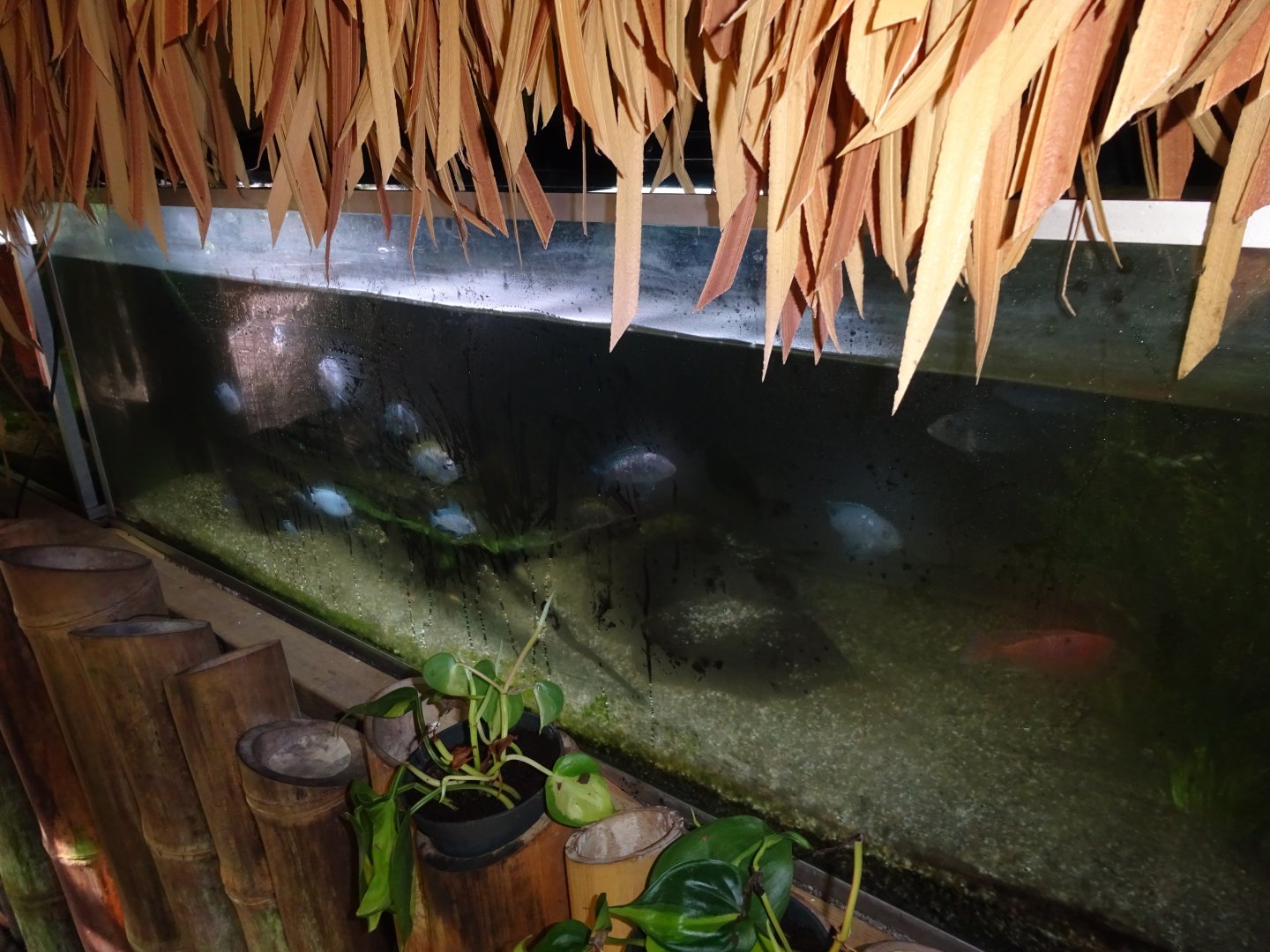 Helsingborg Djurpark - Greenhouse - Cichlid tank