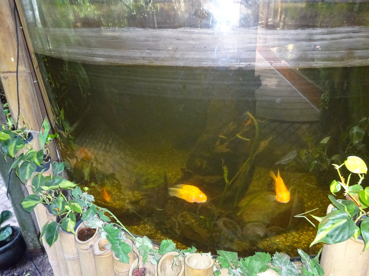 Helsingborg Djurpark - Greenhouse - Mixed fish tank