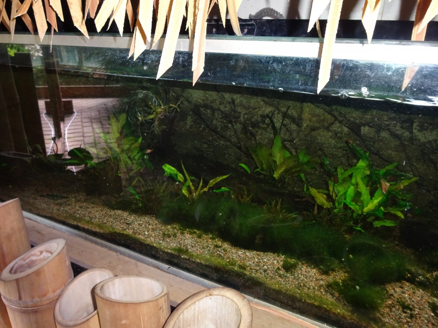 Helsingborg Djurpark - Greenhouse - Shrimp tank
