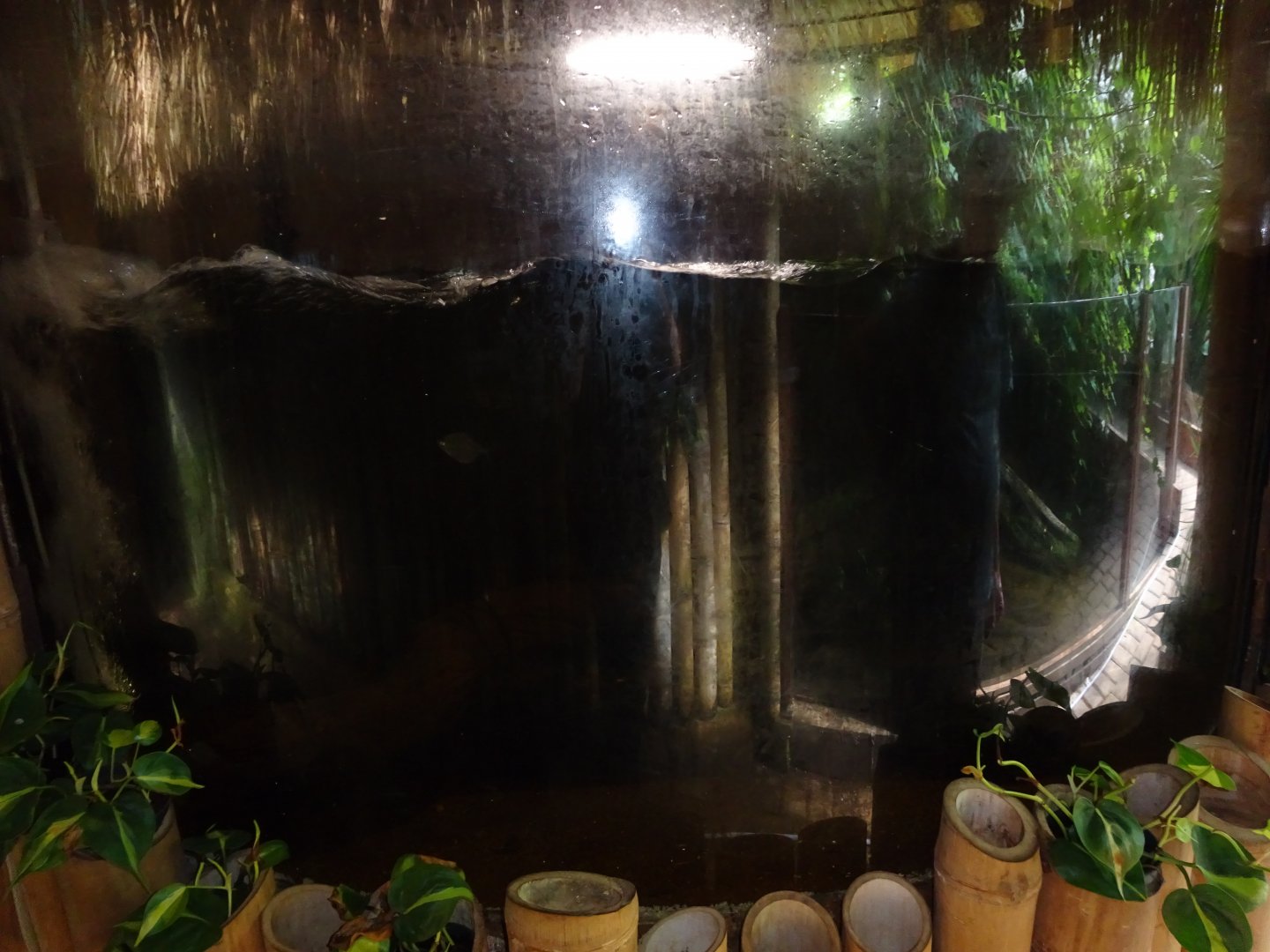 Helsingborg Djurpark - Greenhouse - Silver dollar tank