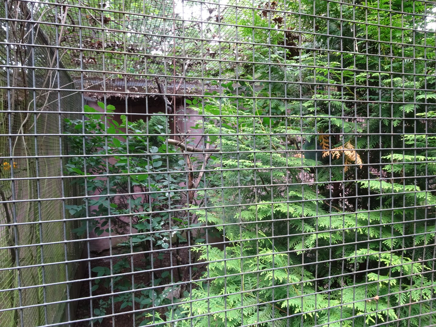 Helsingborg Djurpark - Grosbeak aviary