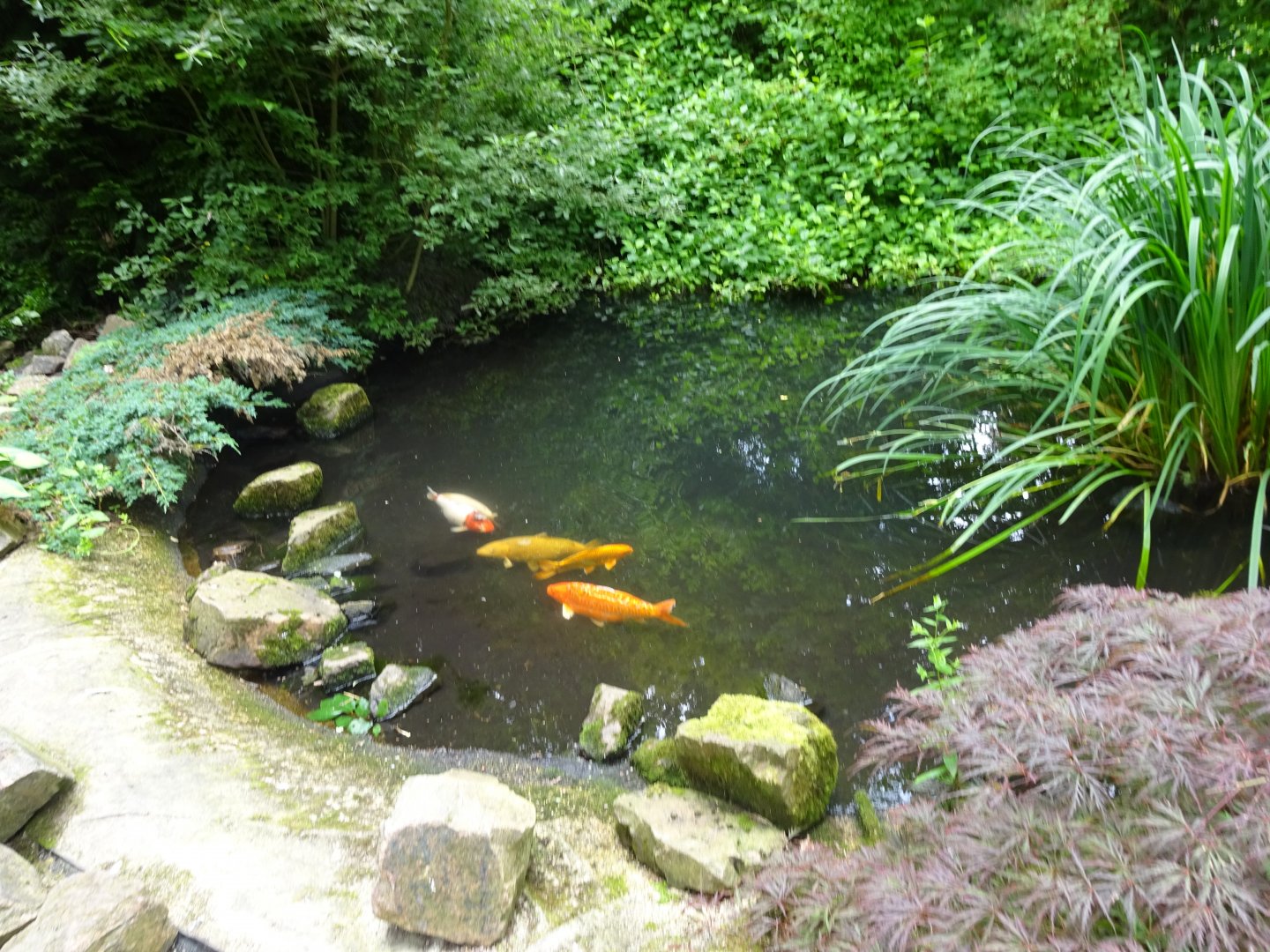 Helsingborg Djurpark - Koi pond