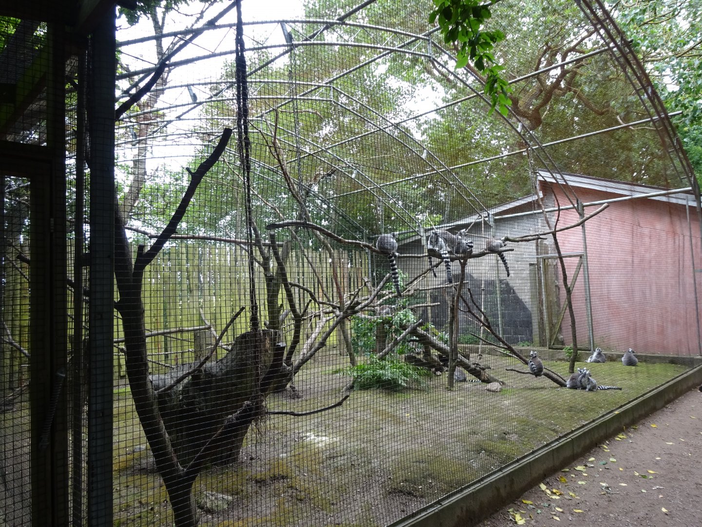 Helsingborg Djurpark - Lemur exhibit