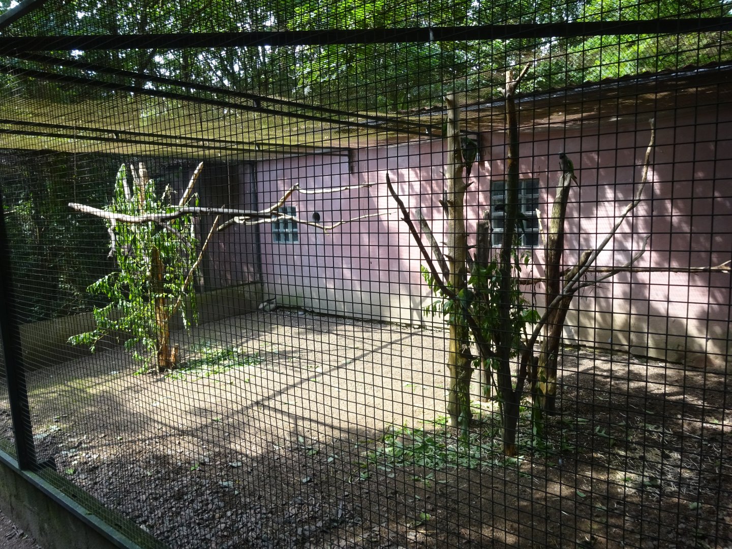 Helsingborg Djurpark - Parrot aviary #11