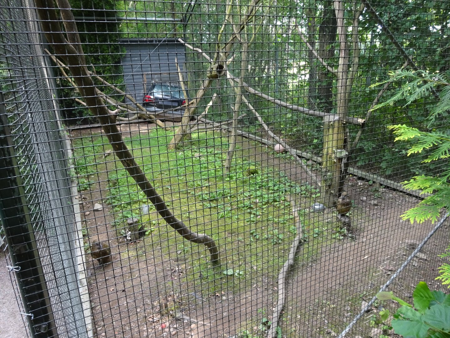Helsingborg Djurpark - Parrot aviary #13