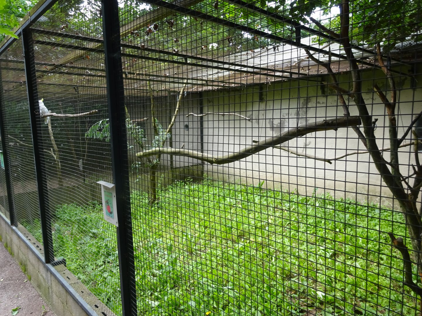 Helsingborg Djurpark - Parrot aviary #14