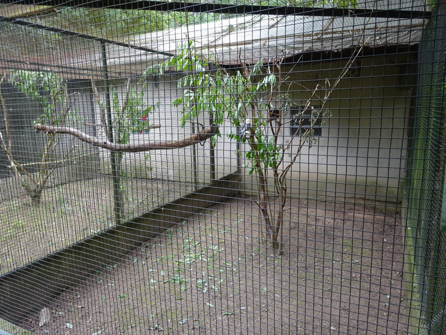 Helsingborg Djurpark - Parrot aviary #15
