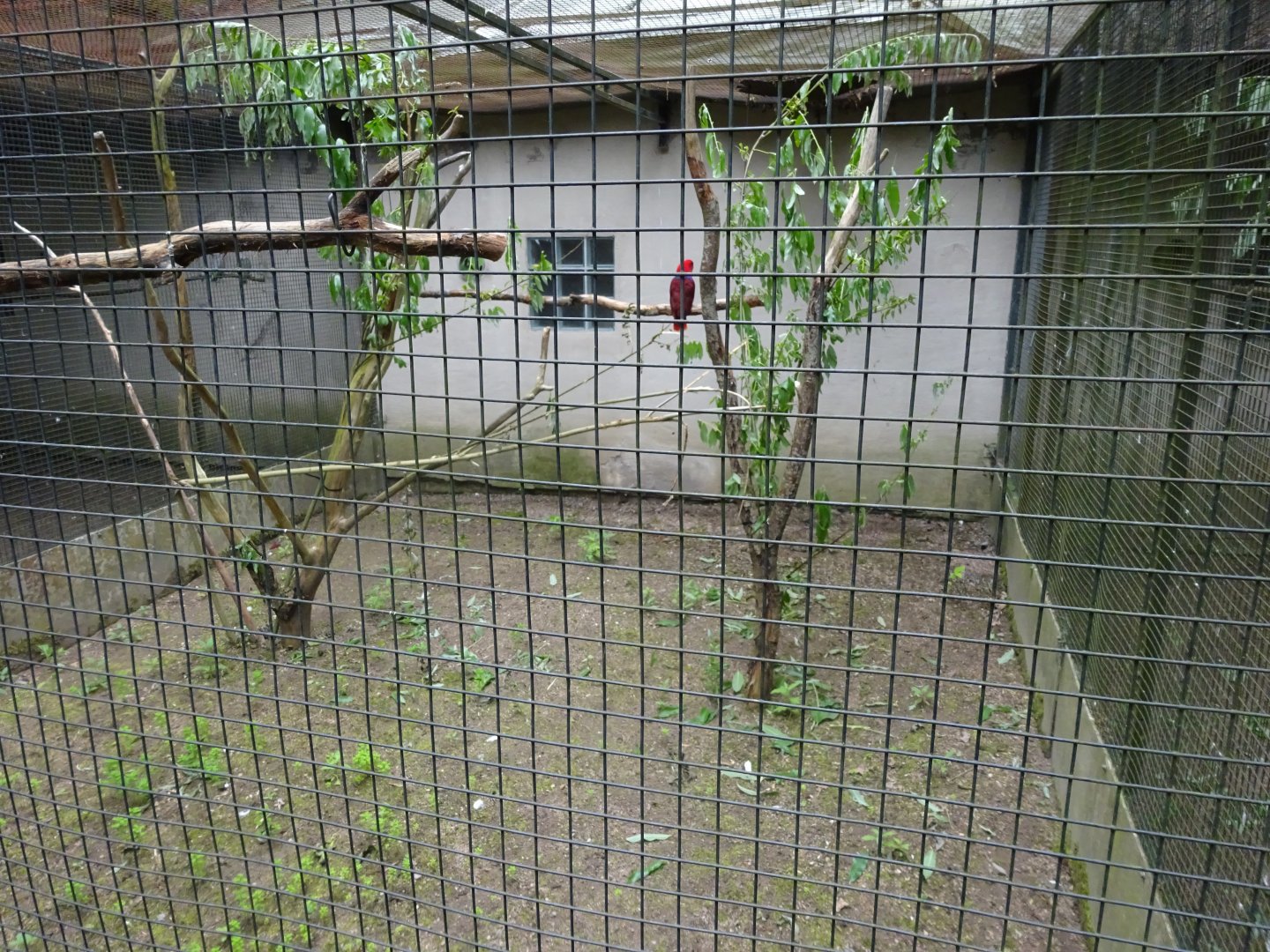 Helsingborg Djurpark - Parrot aviary #16