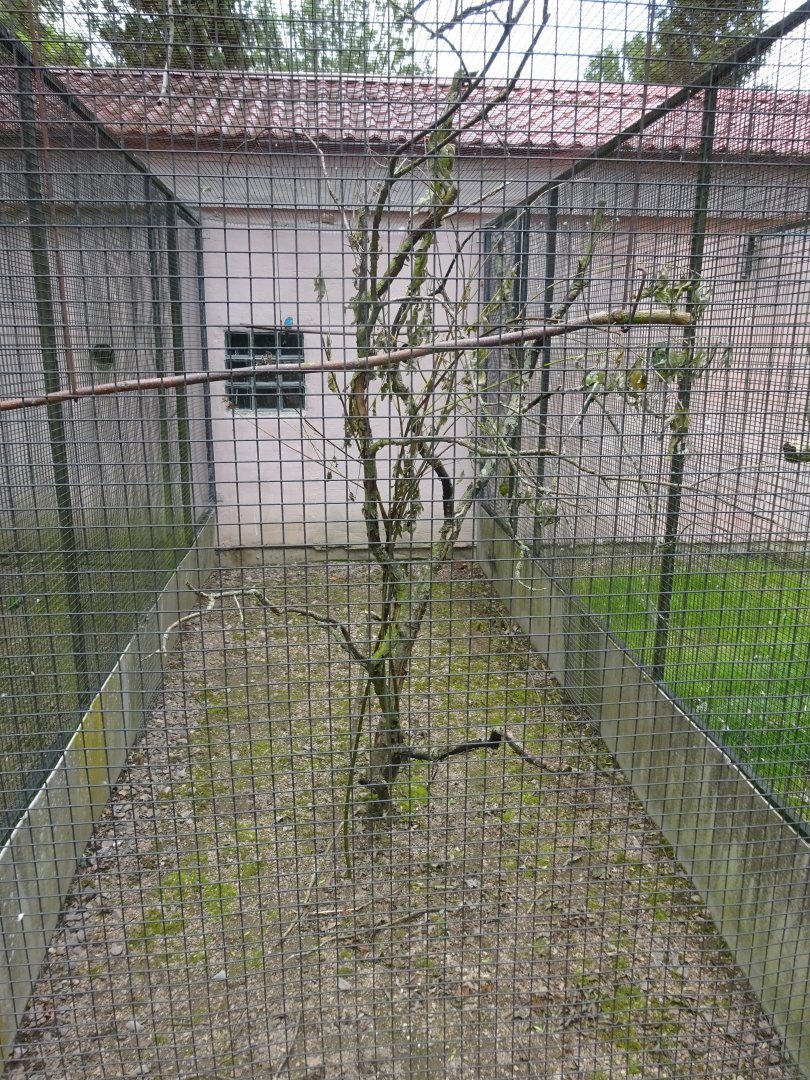 Helsingborg Djurpark - Parrot aviary #2