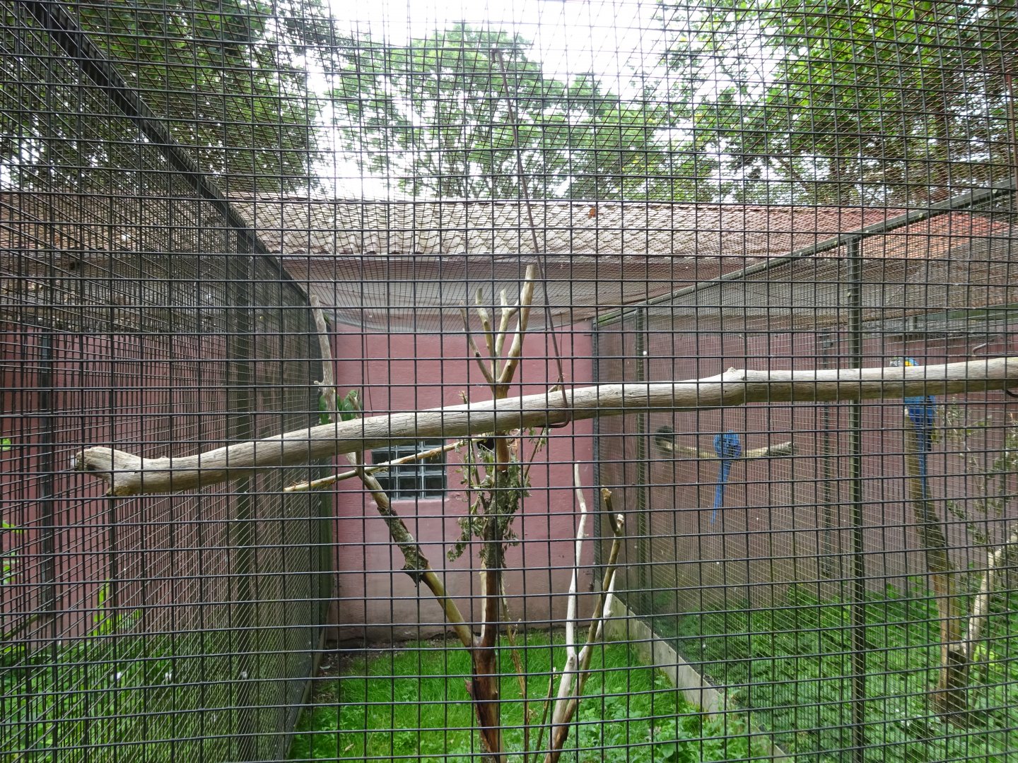 Helsingborg Djurpark - Parrot aviary #20