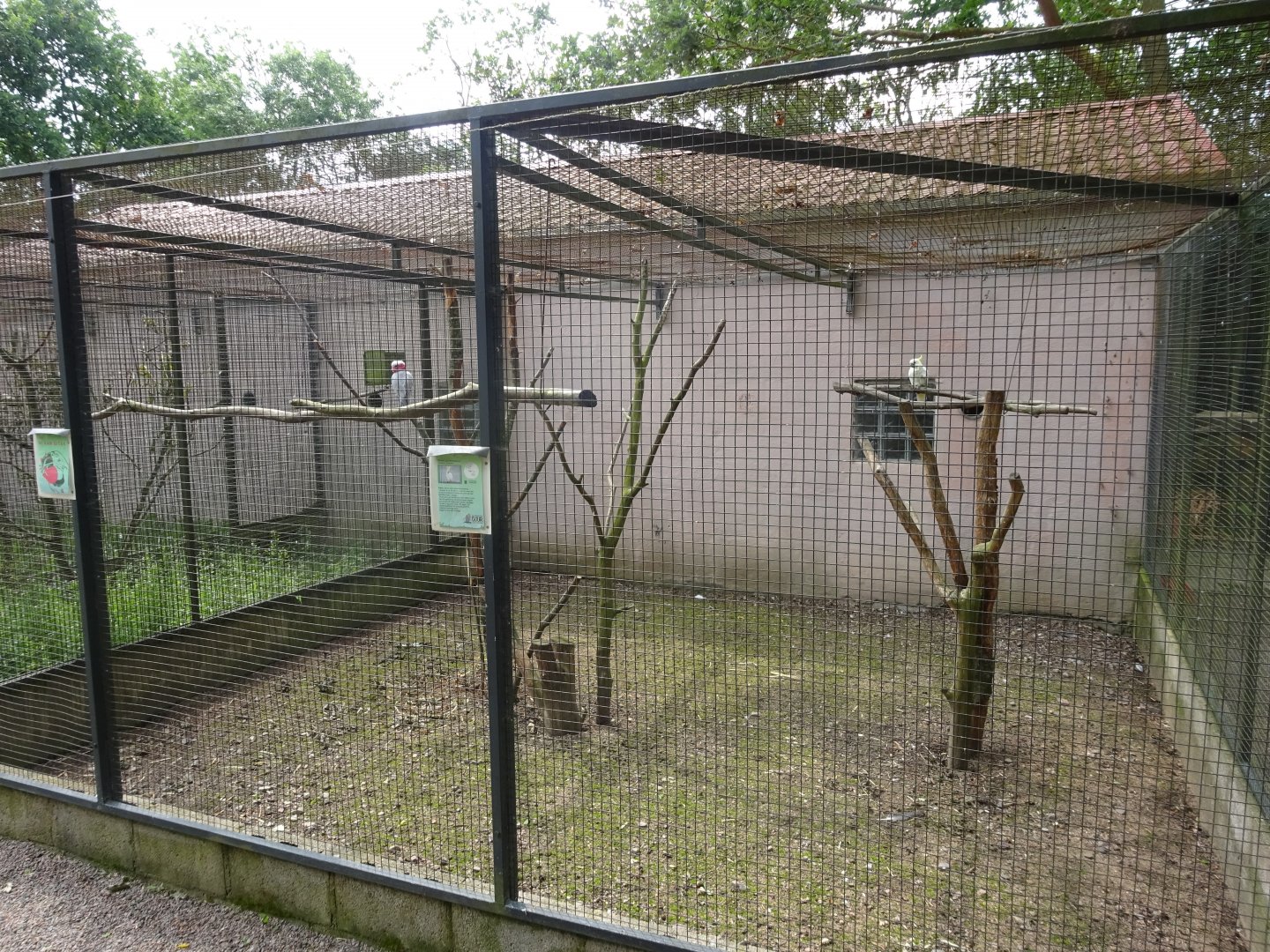Helsingborg Djurpark - Parrot aviary #21