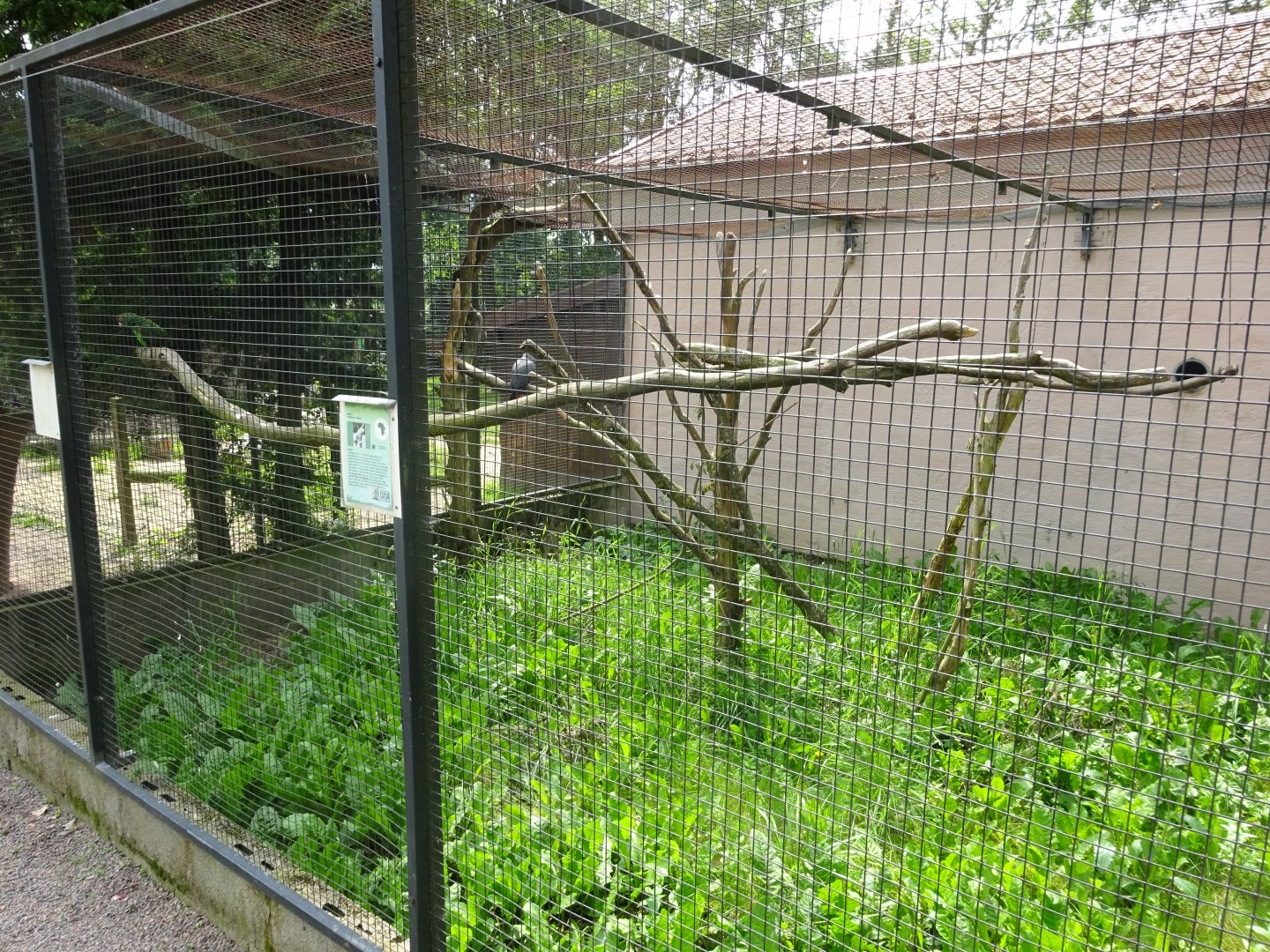 Helsingborg Djurpark - Parrot aviary #22