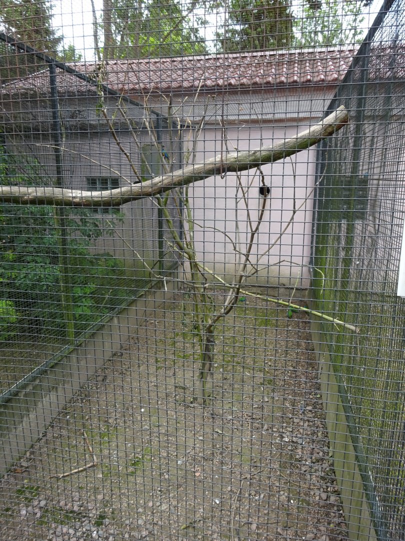 Helsingborg Djurpark - Parrot aviary #3