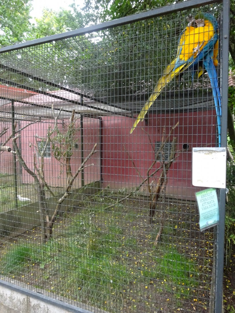 Helsingborg Djurpark - Parrot aviary #4