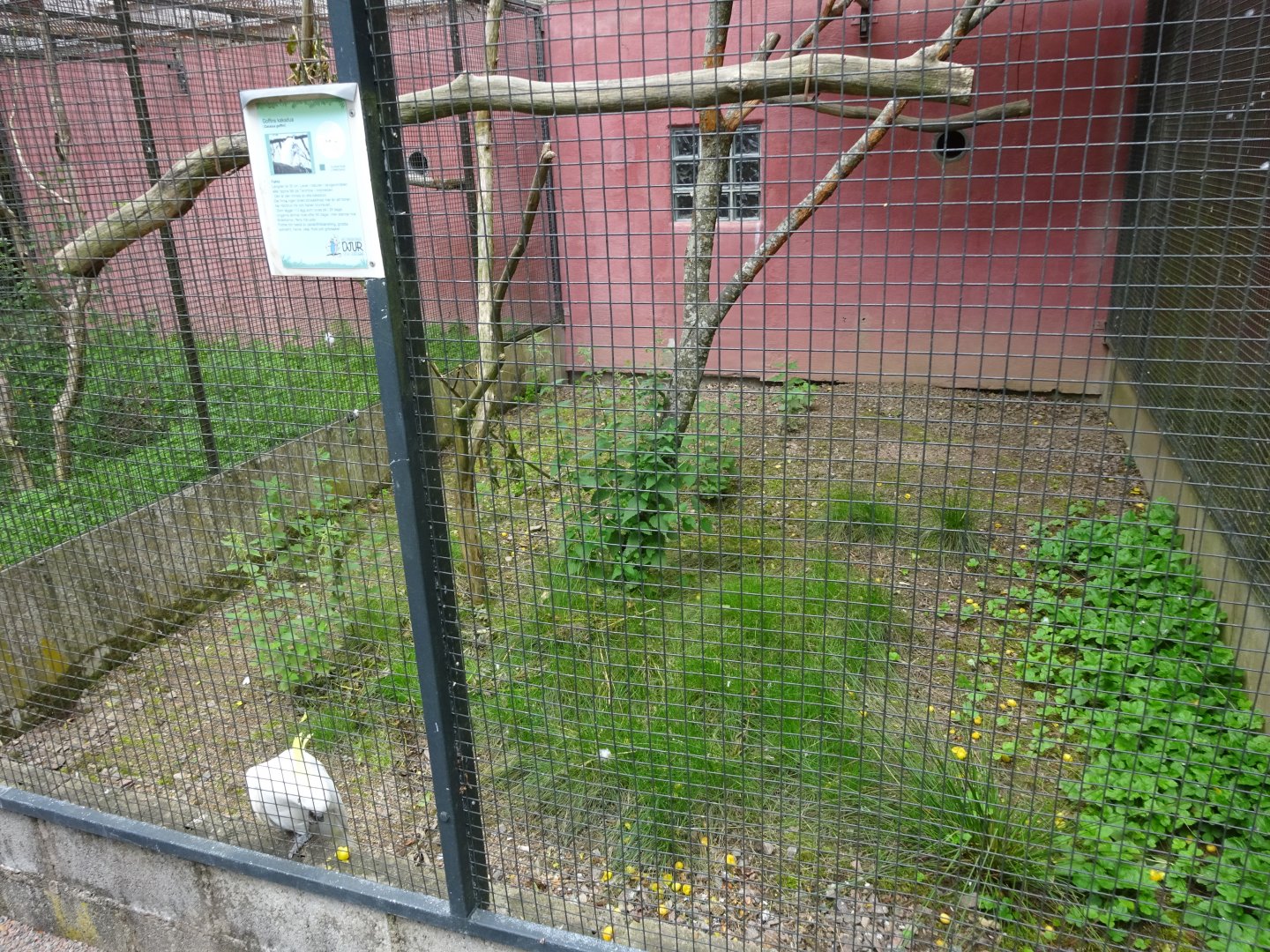 Helsingborg Djurpark - Parrot aviary #5