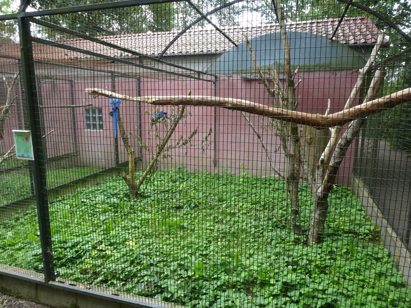 Helsingborg Djurpark - Parrot aviary #6